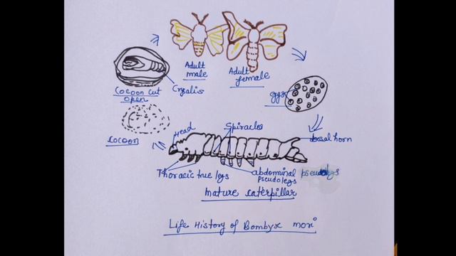 sericulture Part 3 : Life history of Bombyx mori