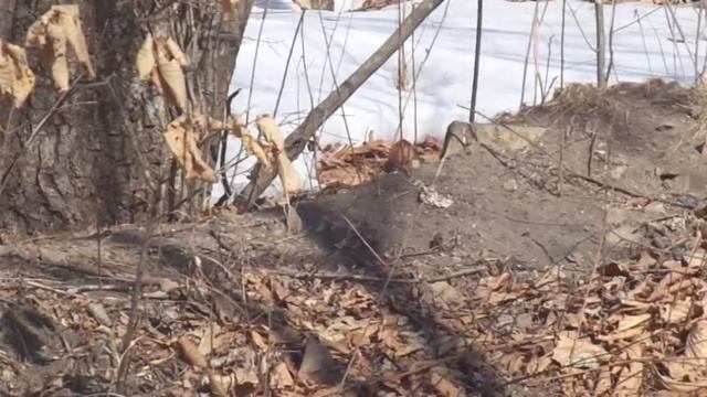 Птица (название вида уточняется) смотреть онлайн