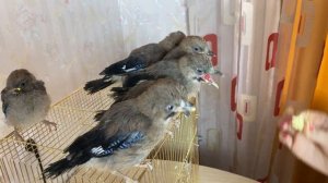 КОРМЛЕНИЕ ПТЕНЦОВ СОЙКИ ??