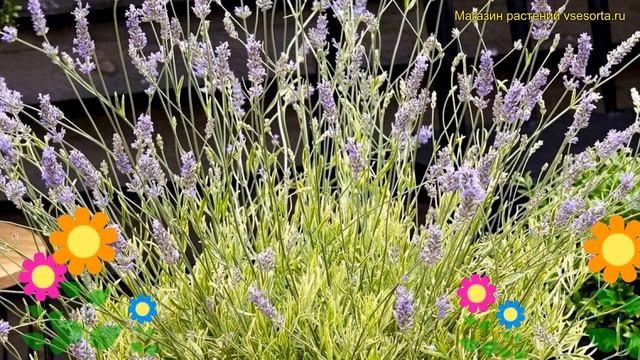 Лаванда узколистная Платинум Блонд. Краткий обзор, описание lavandula intermedia Platinum Blonde смотреть онлайн