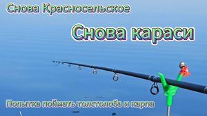 Снова Красносельское. Снова Караси. Попытка поймать толстолоба и карпа. Река Кочеты.