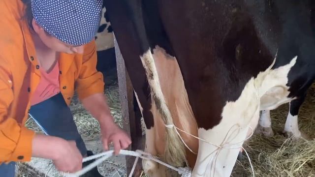 Для новичков о коровах/5 серия/ Если корова заболела, как ей помочь самому, как сделать уколы/ смотреть онлайн