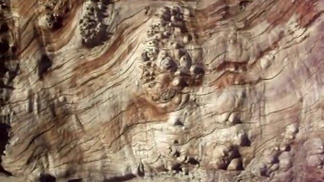 Сувель-кап на стволе старого дерева. смотреть онлайн