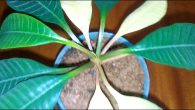 МОЛОЧАЙ БЕЛОЖИЛКОВЫЙ (ЭУФОРБИЯ) ПОЖЕЛТЕНИЕ ЛИСТЬЕВ смотреть онлайн