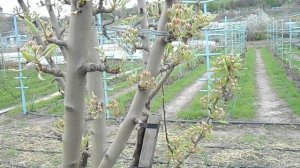 обработка груши по розовому бутону.