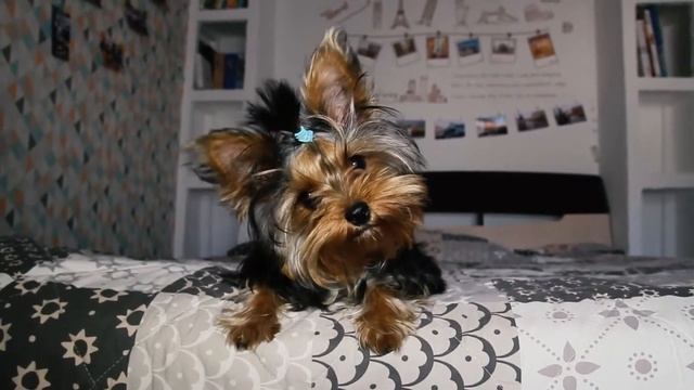 Трейлер канала YORK TIME - все о йоркширском терьере (история жизни йорка от двух до шести месяцев) смотреть онлайн