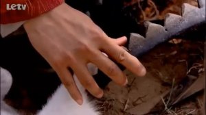 Раскрашенная кожа 1