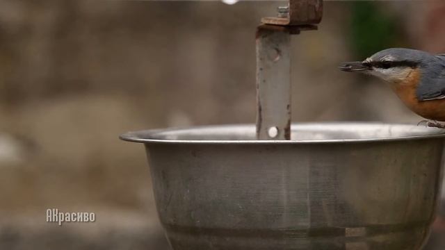 Птичья столовая, 5-8 декабря смотреть онлайн