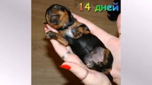 Как растёт щенок йорка с рождения до месяца. Щенок Йоркширского терьера.
