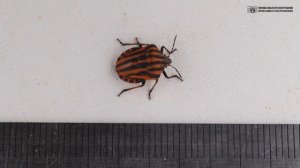 Мал клоп да вонюч. О восприятии запаха клопа. Щитник линейчатый (итальянский). // Clever Cricket