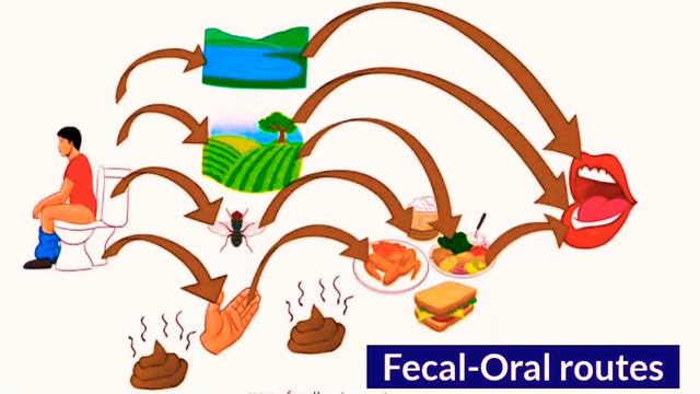 Escherichia coli (part 1) شرح بالعربي (Morphology, habitat, Transmission, infections, Pathogenesis) смотреть онлайн