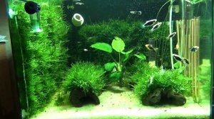 Led прожектор 30Вт 6500К в аквариуме и фотосинтез под ним мха Кристмас