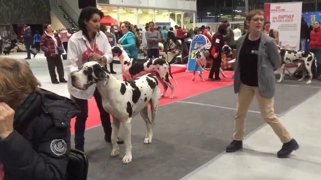 Моно Немецкий дог (ПК) 18.12.2016 Monobreed Great Danes смотреть онлайн