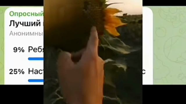 Подсолнух