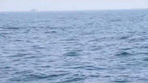 Киты и дельфины в Мирисе, Шри Ланка