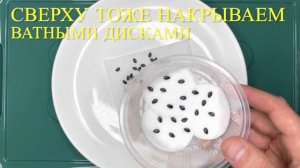 ГРАНАДИЛЛА. ВЫРАЩИВАЕМ ДОМА ИЗ СЕМЯН. ПАССИФЛОРА