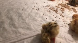 Перепела 6 часов от рождения