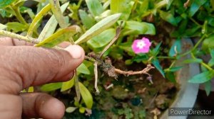 How to grow and care Phlox flower plant best cutting tips, बगीचे को खुशबू  वाले फूलों के पौधे लगाएं