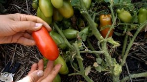 Сорт томата “Дрова“