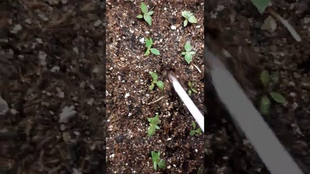 эустома  подготовка  сеянцев к подкормке 