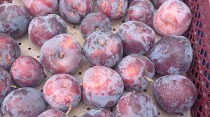 Сливи ельдорадо, бербанк гігант, 83-10- F.