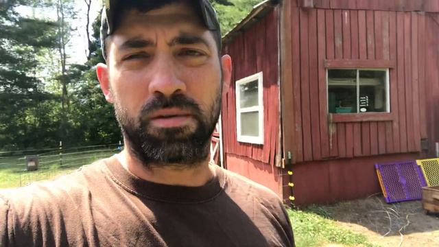 Watch This BEFORE Buying Bottle Calves! Quick and Dirty Must Haves List смотреть онлайн