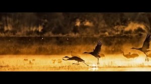 Umaro - Журавли (2022)