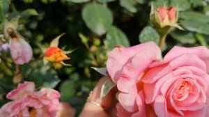 ЭТО СПАСЕНИЕ! Неприхотливые СОРТА РОЗ, которые НЕ ПОРТЯТСЯ ПОСЛЕ ДОЖДЯ! Они ДОЛЖНЫ БЫТЬ У КАЖДОГО!