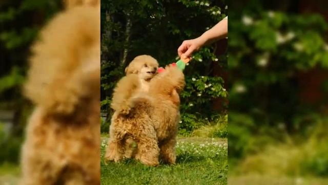 плюшевая игрушка в виде утки смотреть онлайн