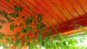 Соковыжималка Дачница /  Делает сок даже из Воздуха / Семейные посиделки