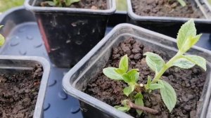 Новинки гортензий, обрезка гортензий- Самарская Лидия, Литл Блоссом, Пинк  Промис и дерена!