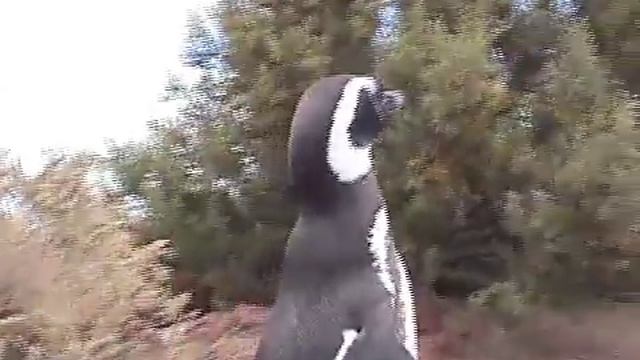 March of the Magellan Penguins смотреть онлайн