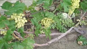 Виноград Долгожданный в Воронеже.