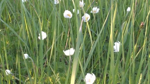 Прогулка по весеннему лесу// Поляны//Озерки//Ветреница дубравная//Walking in the spring forest смотреть онлайн