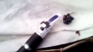 Последняя гроздь винограда 2021. Испытание рефрактометра на сахаристость