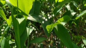 ЛАНДЫШИ цветут. Подмосковье