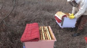 Пропала матка! Объединение семей в ноябре.