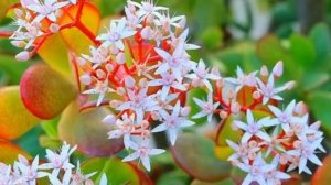 Почему не цветет ДЕНЕЖНОЕ ДЕРЕВО? Как заставить цвести ТОЛСТЯНКУ