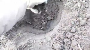 Как посадить КРЫЖОВНИК осенью?  бесшипный КОЛОБОК