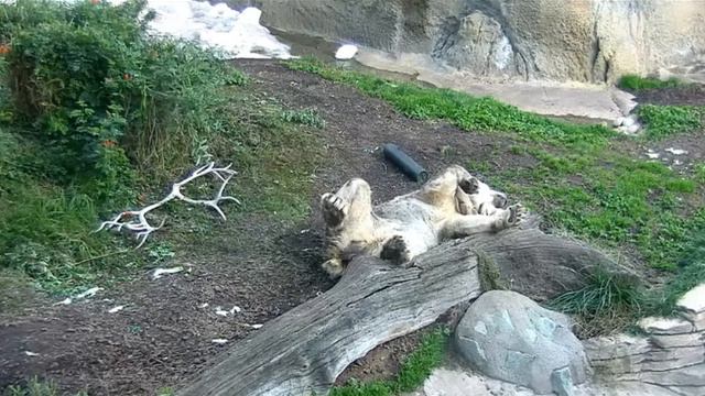 Сладкий дневной сон у мишки#Зоопарк Сан-Диего смотреть онлайн