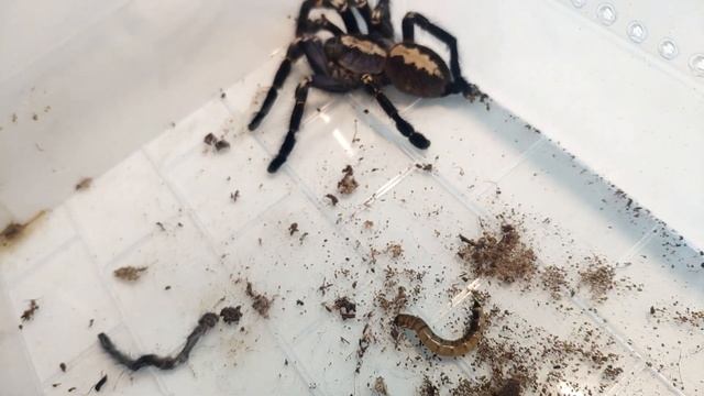 Poecilotheria metallica. Проблемы после линьки. Красивый паук птицеед. смотреть онлайн