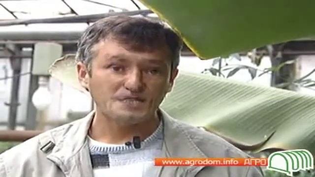 Тропические растения - банан