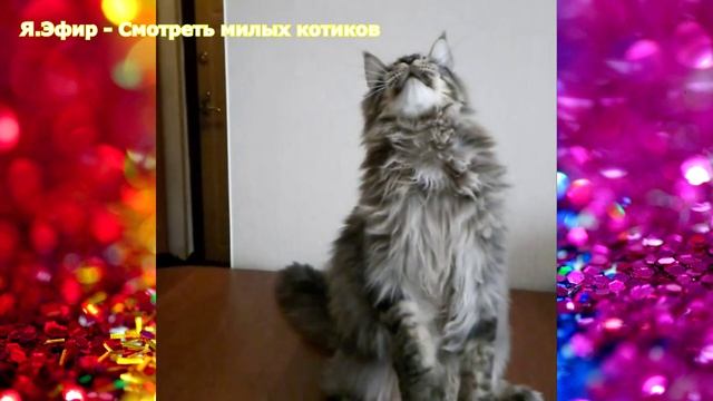 развлечения, юмор, рыбки видео для кошек, игра для кошек рыбки, развлечения для кошек