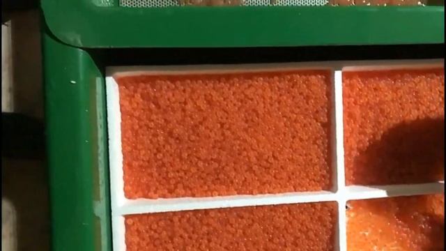 Выращивание форели из икры