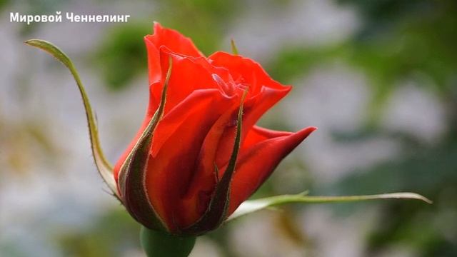 Вы всё ещё боитесь тёмных сил? смотреть онлайн