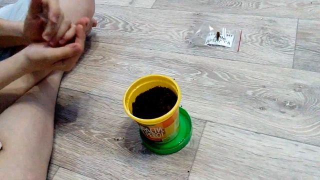 1 день | для выращивание землянике ананасовой смотреть онлайн