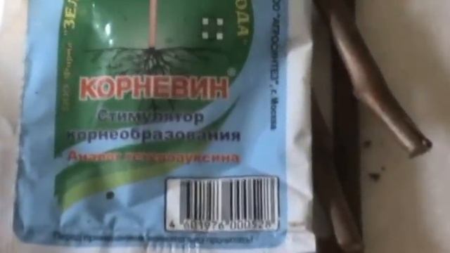 Виноград. Стимулятор корнеобразования для черенков смотреть онлайн