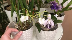 Цветение орхидей в июле часть 2. Laelia dayana coerulea 'Chajomaru', brassavola little stars