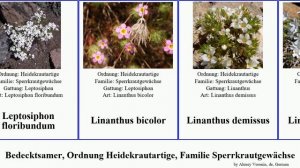 Bedecktsamer, Ordnung Heidekrautartige, Familie Sperrkrautgewächse phlox bicolor angiosperms Hoher