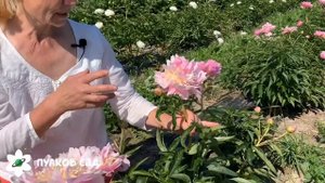 Show girl. Шоу гёрл пион. Пулков сад